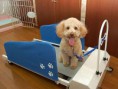 /album/fotogaleria/doggy-treadmill-jpg/